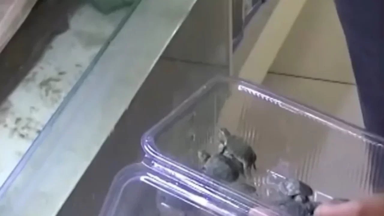 Satışı yasak! Bursa'da kaplumbağa operasyonu