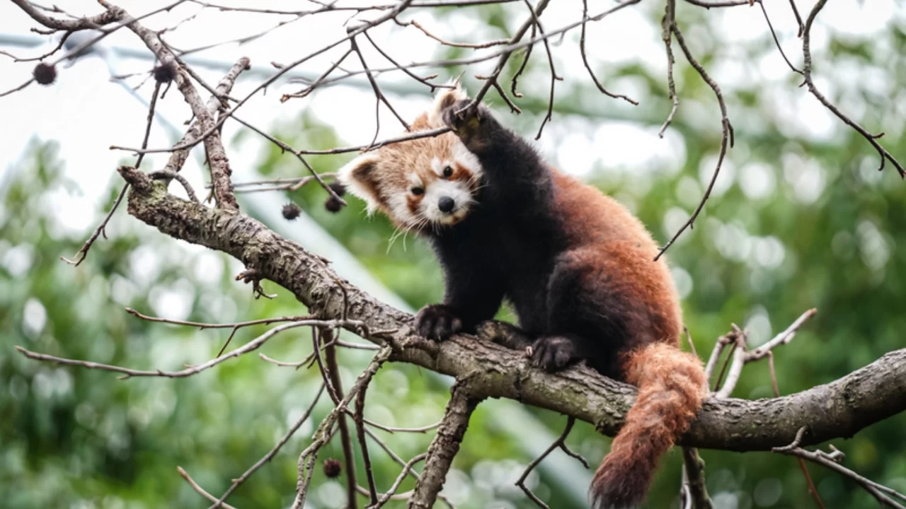 8 aylık olan kırmızı panda yavruları Bursa Hayvanat Bahçesi'nin gözdesi