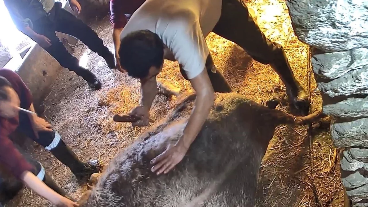 Ekmek bıçağı ile sezaryen yapılan inek telef oldu