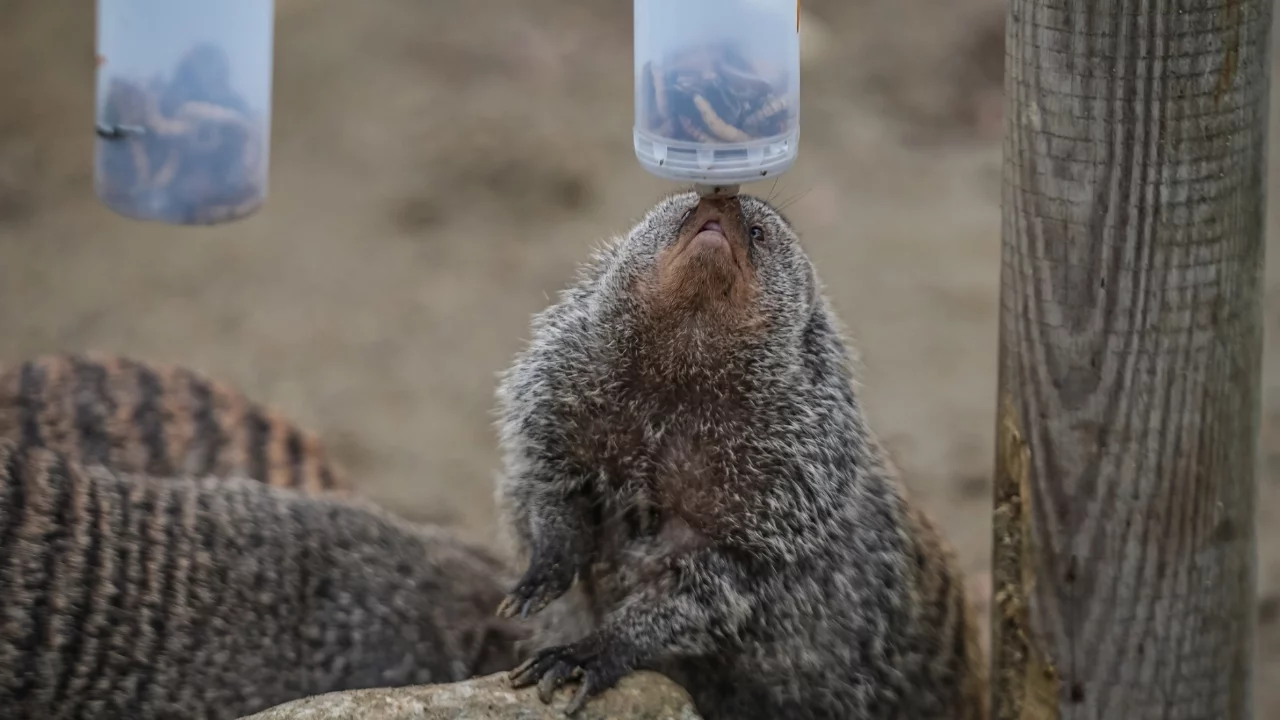 Bursa Hayvanat Bahçesi'nde sıcak iklim hayvanlarına özel kış bakımı