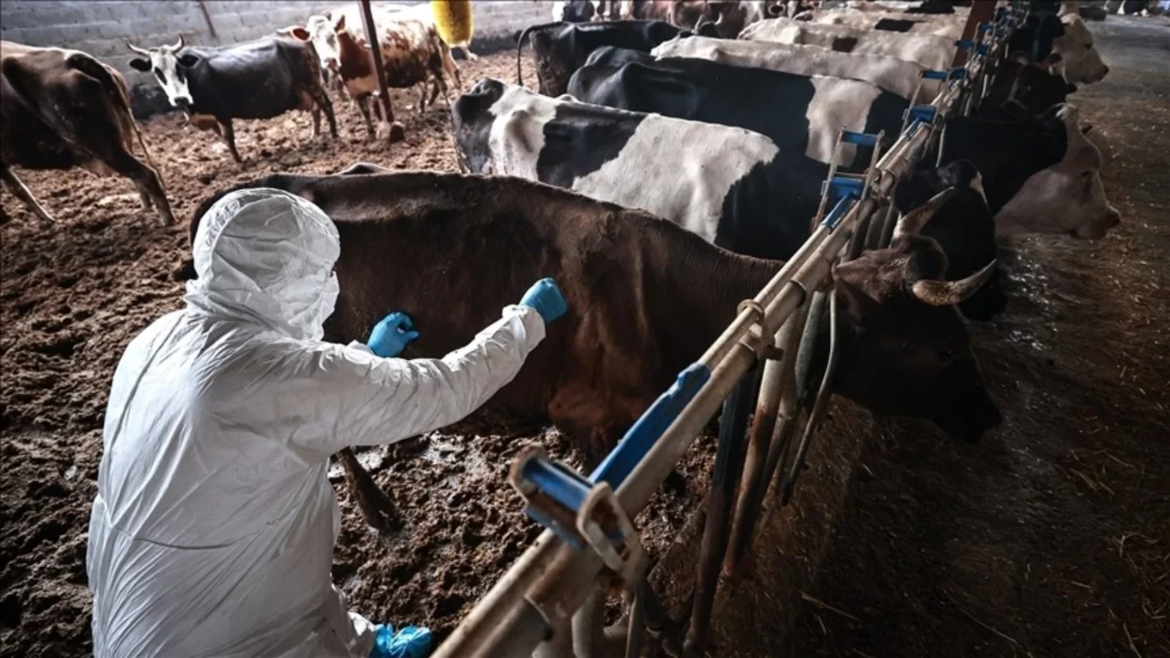 Güney Afrika'da şap salgını sebebiyle "ulusal afet hali" ilan edildi