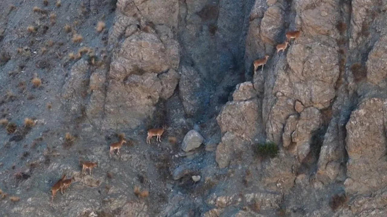 Munzur'un sarp kayalıklarında yaban keçileri görüntülendi