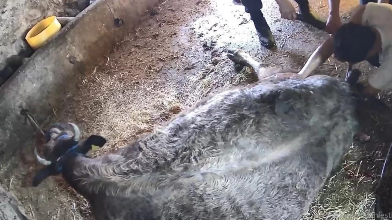 Ekmek bıçağı ile ineği sezaryen yapan adam: Çağırdılar insanlık namına yardımcı oldum