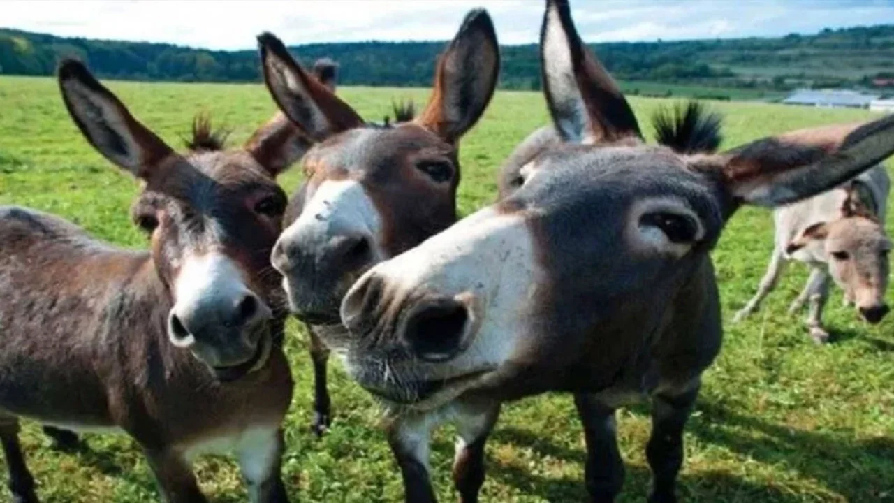 TÜİK verileri açıkladı! At, eşek ve katır sayısında büyük düşüş