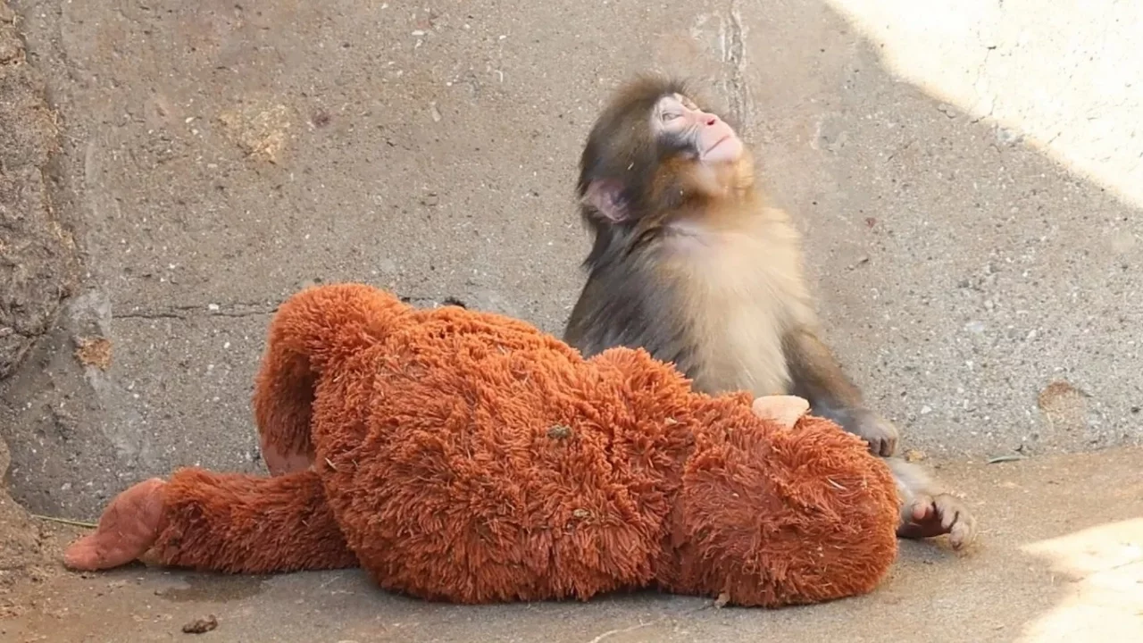 Terk edilen yavru maymun "Punch", oyuncağını annesi sanıyor