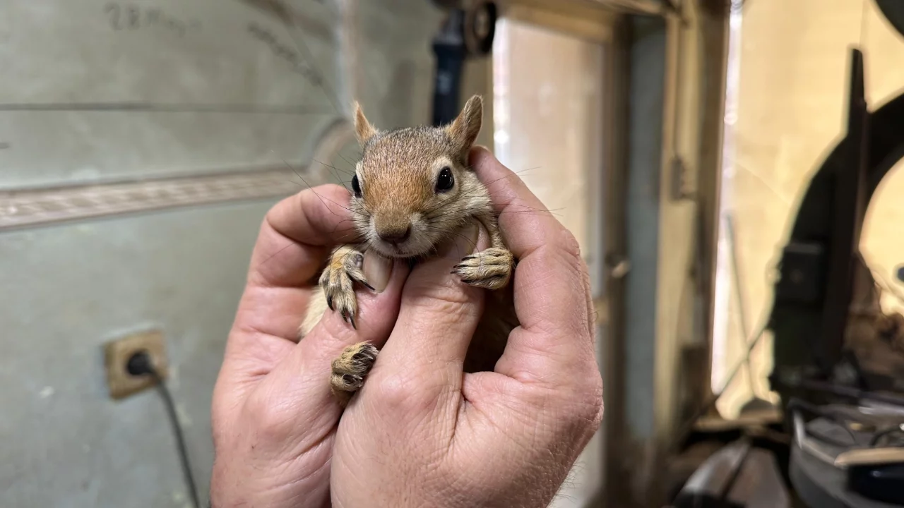 Ormanda bulduğu sincap en yakın dostu oldu