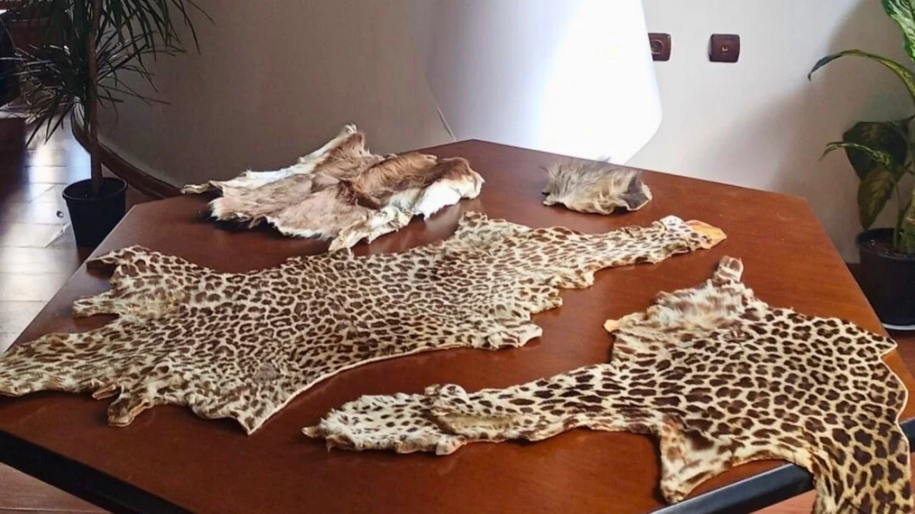 Havalimanında leopar postu ve baykuş gözü ele geçirildi