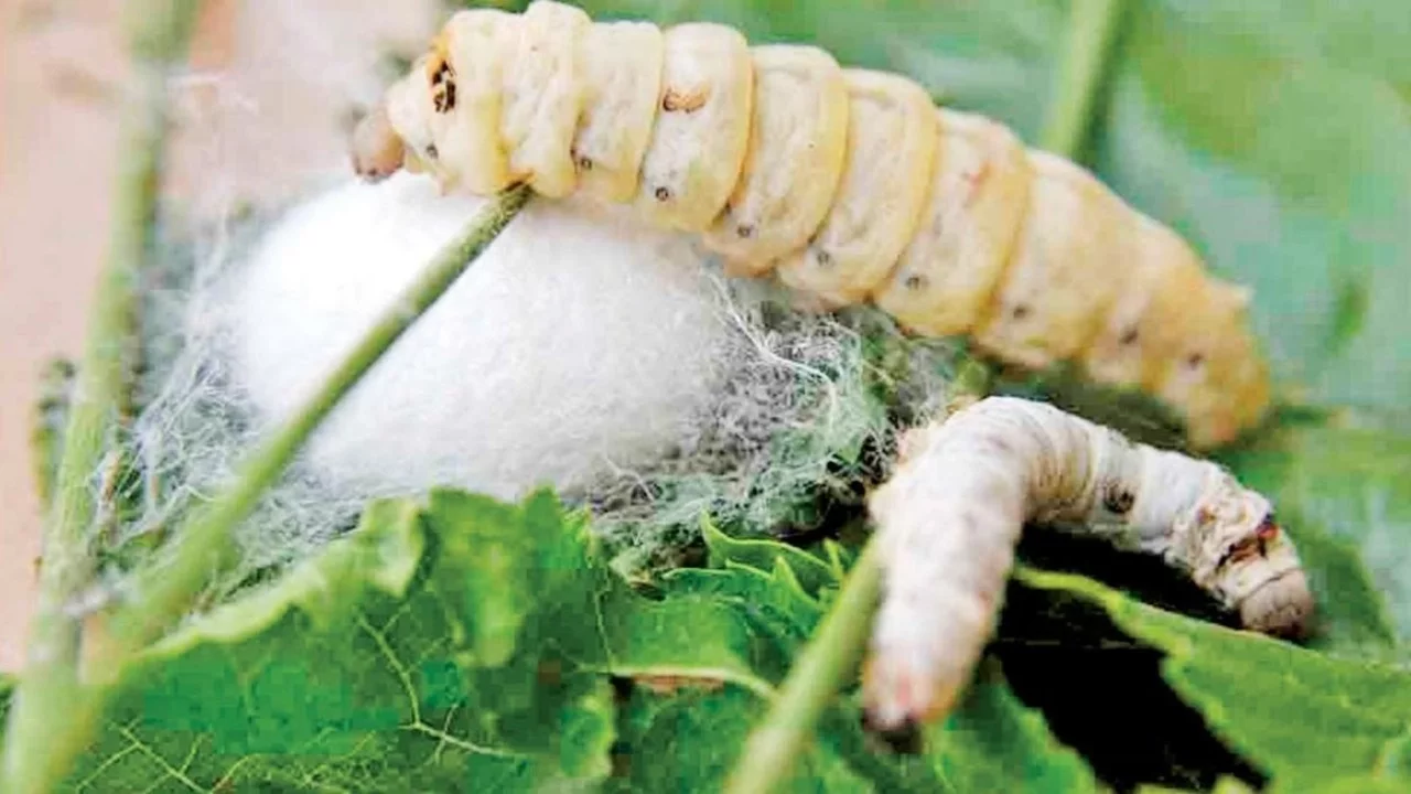 Bursa'da ipekböcekçiliği sektörü koza üretiminde çıtayı yükseltti