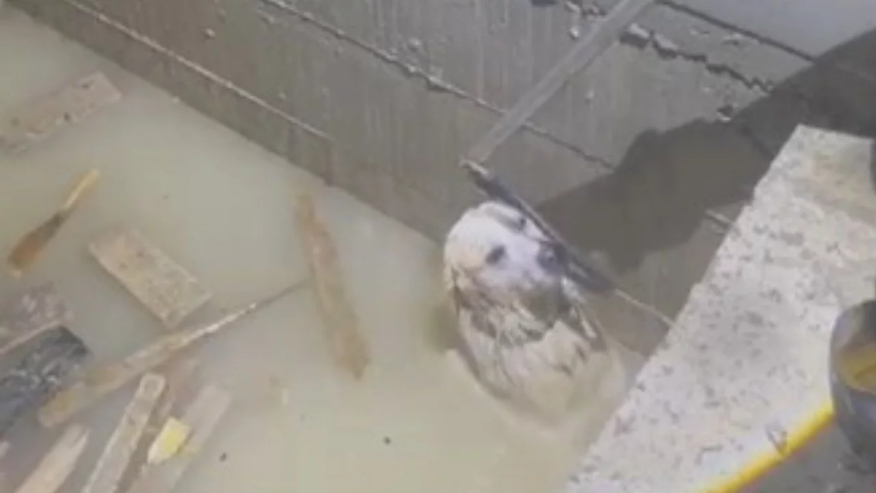 Yağmur sularıyla dolan asansör boşluğuna düşen köpek son anda kurtarıldı