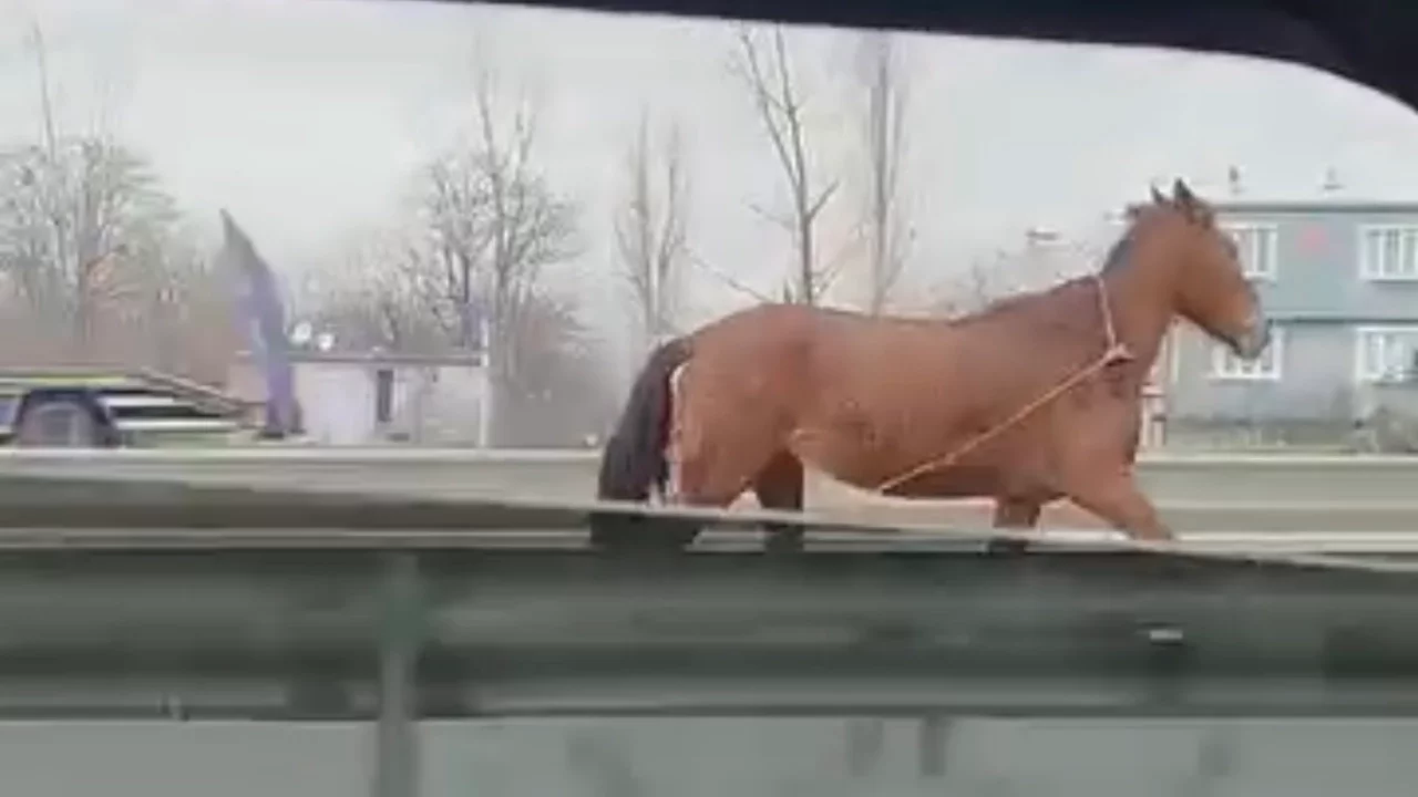 Bursa'da başıboş at trafikte tehlike saçtı