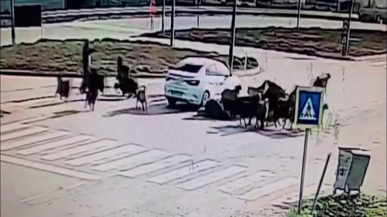 Otomobil koyun sürüsünün arasına daldı!