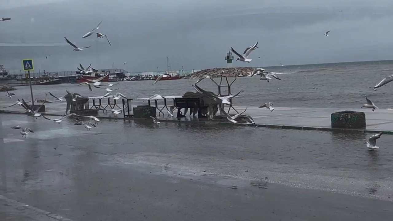 Bursa'da deniz taştı! Kuşlar sahil yolunda avladı