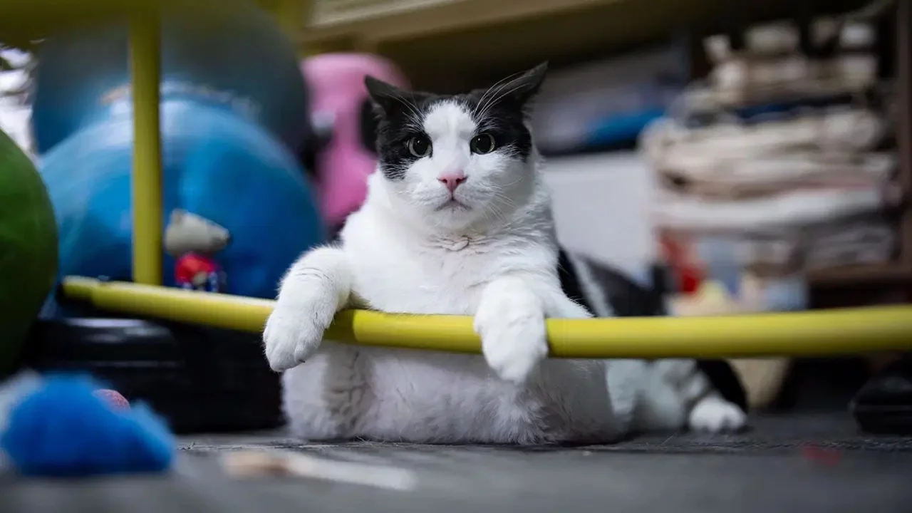 12 kiloya ulaşan Boncuk diyet ve pilatesle forma giriyor