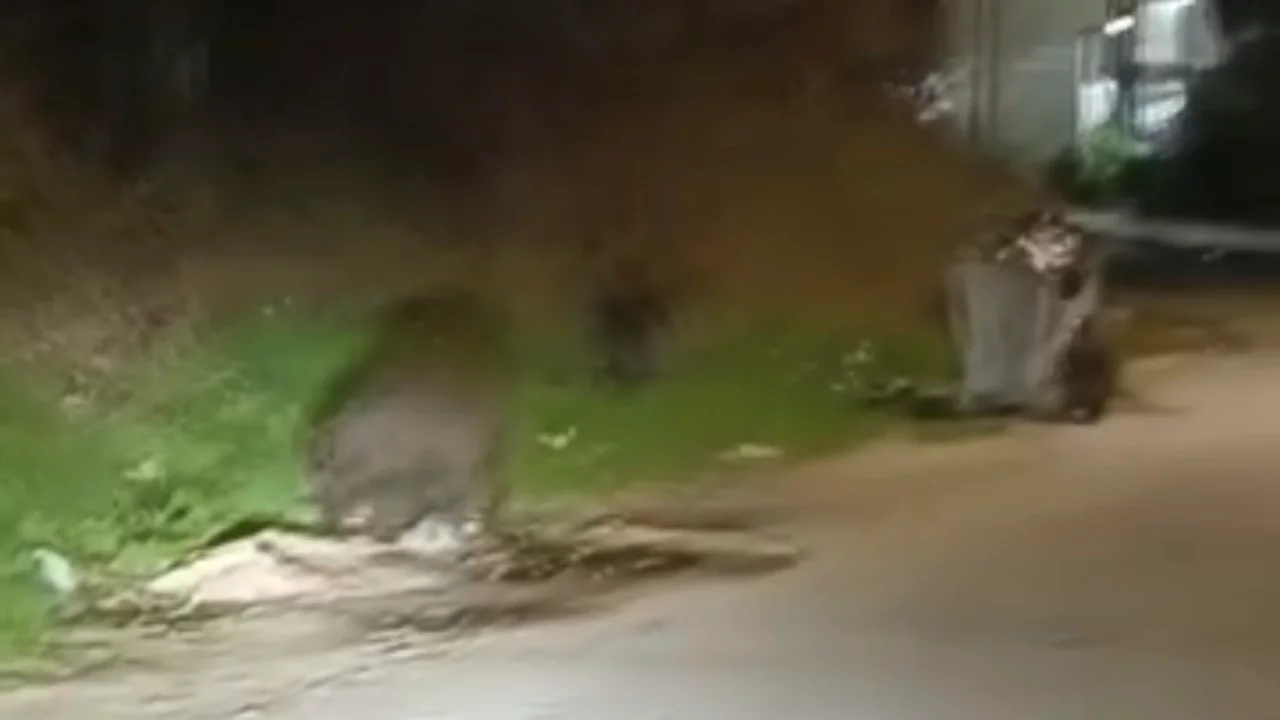 Bursa'da aç kalan domuzlar şehre indi!