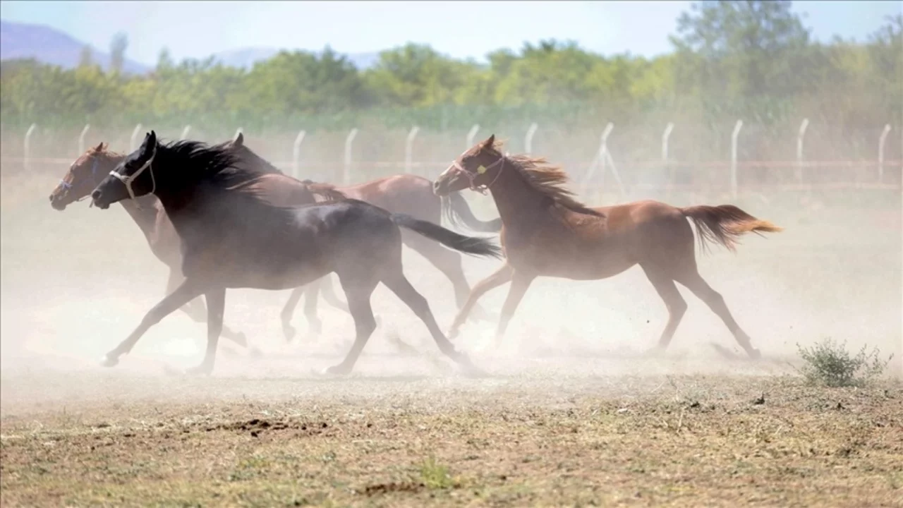 TİGEM'den "Değeri 100 milyon lira olan yarış atları kayıp" iddialarına yanıt