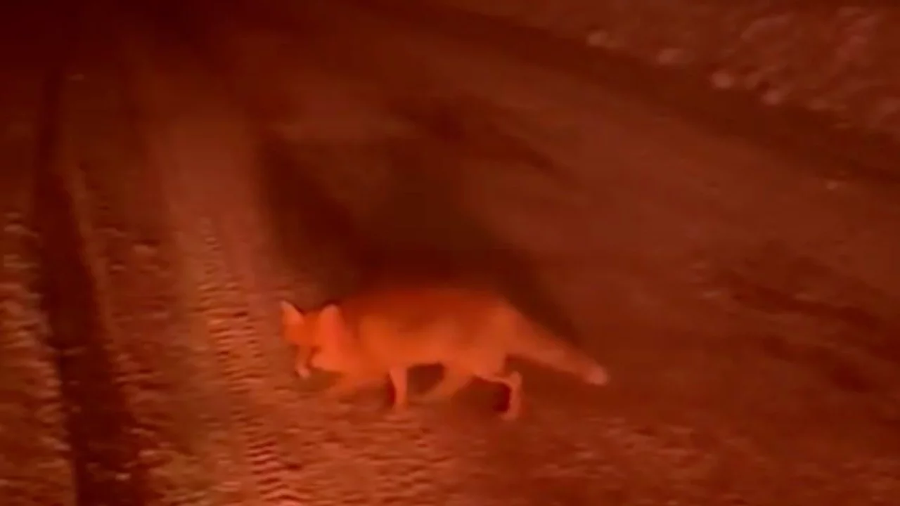 Bursa'da Uludağ yolu üzerinde bir tilki görüntülendi