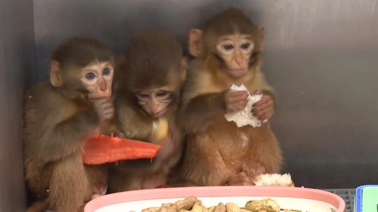 Bursa'da polis denetiminde ele geçirilen makak maymunu yavrularına özenle bakılıyor