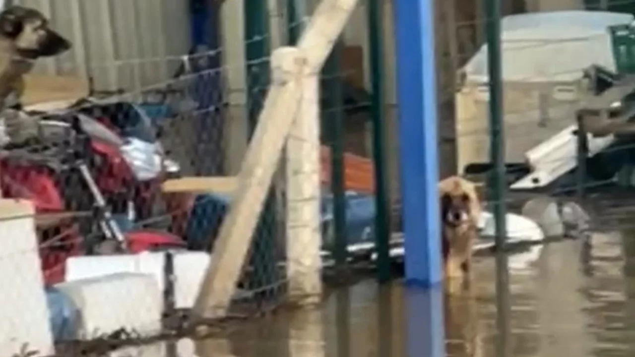 Köpekler sel sularının ortasındaki depoda mahsur kaldı