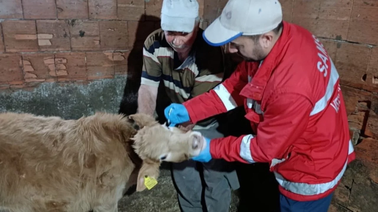 Şapla mücadelede yeni dönem: Aşısız hayvana sevk yok, ceza var