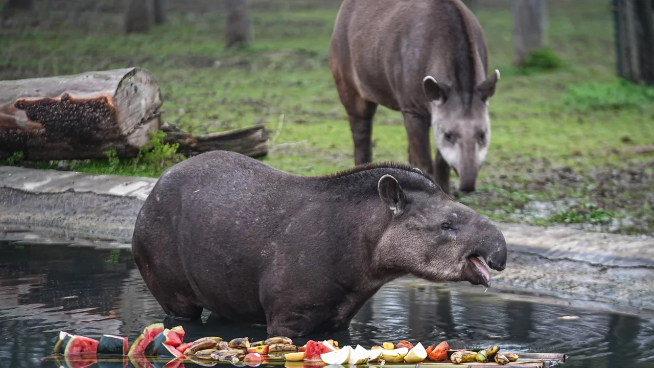 Bursa Hayvanat Bahçesi'ndeki tapirler kış aylarında özenle besleniyor