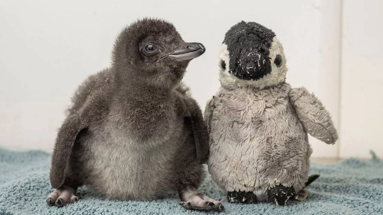 Peluşla teselli bulan penguen gündemde!