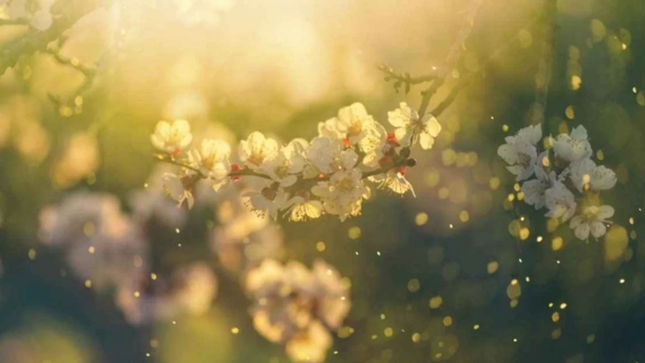 Baharın ikinci müjdecisi yolda: Cemre suya düşecek