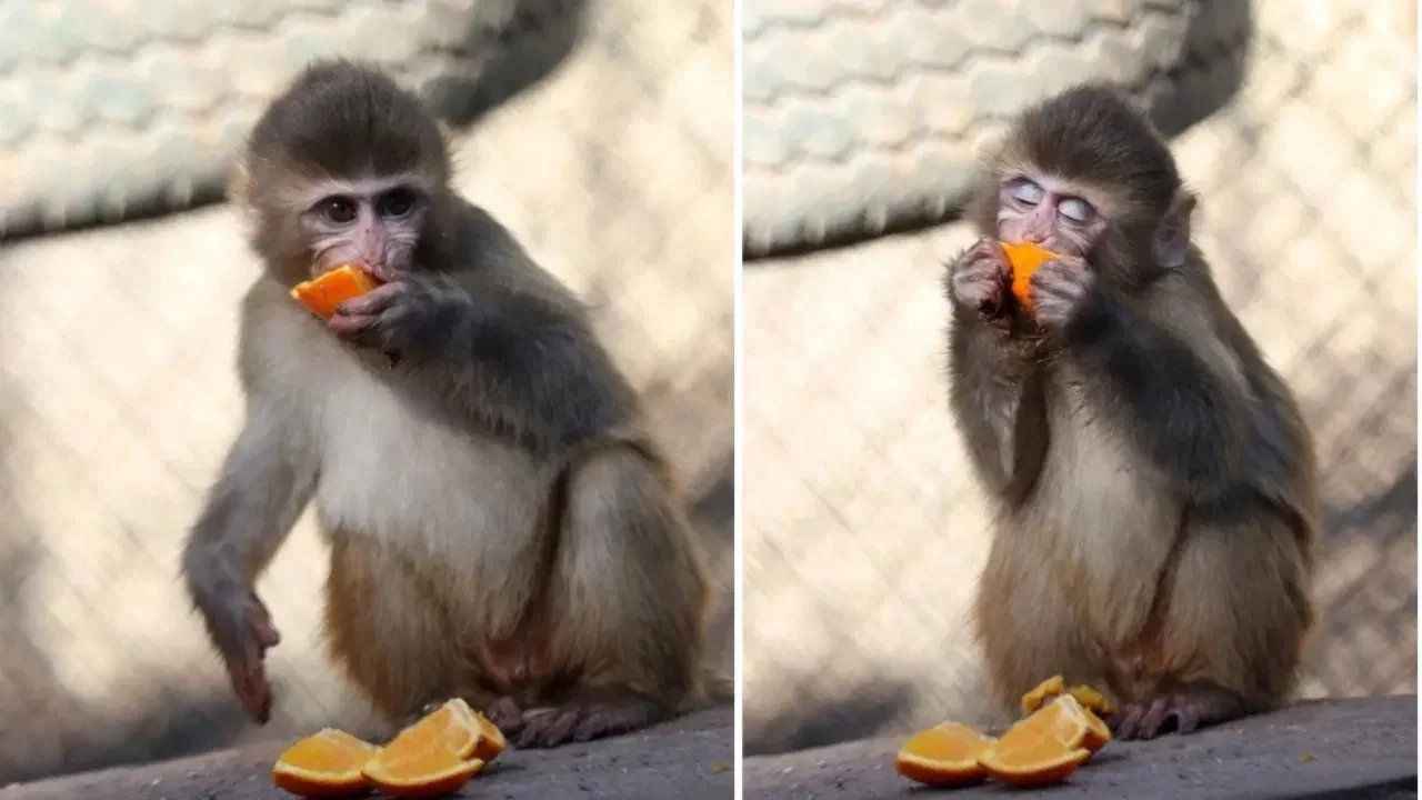 Uyuşturucu operasyonunda kurtarılan yavru maymun 'Portakal' artık güvende