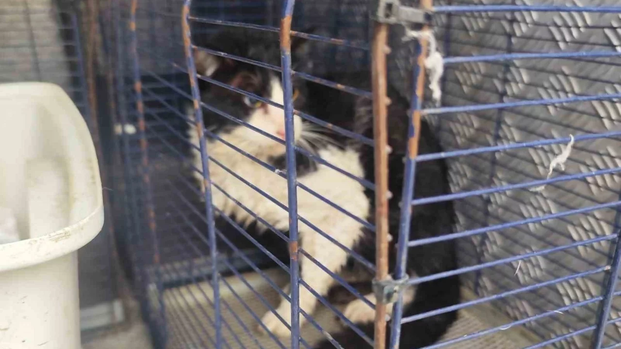 Antalya'da derede mahsur kalan kedi kurtarıldı