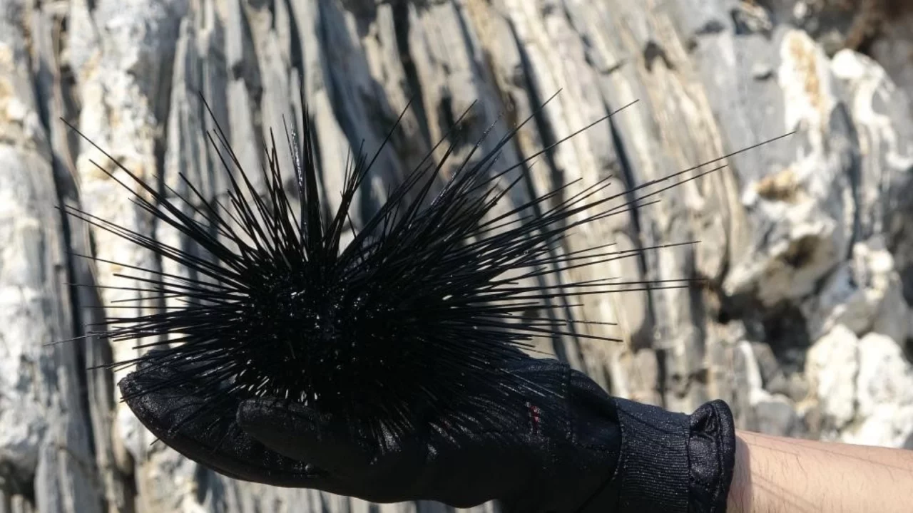 Marmara Denizi'nin denizkestanesi avcılığına açılmasına tepki