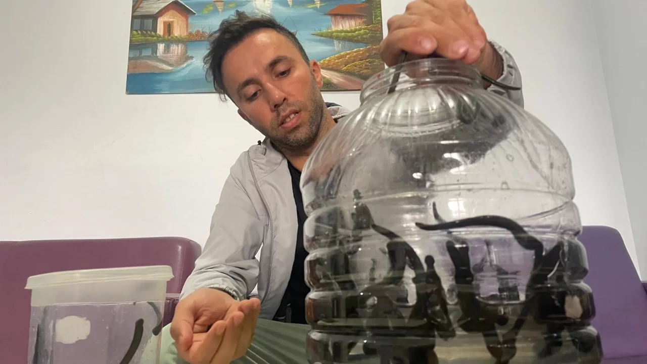 Bursa'daki sülük üreticisi: Rusya ve ABD'den talep var