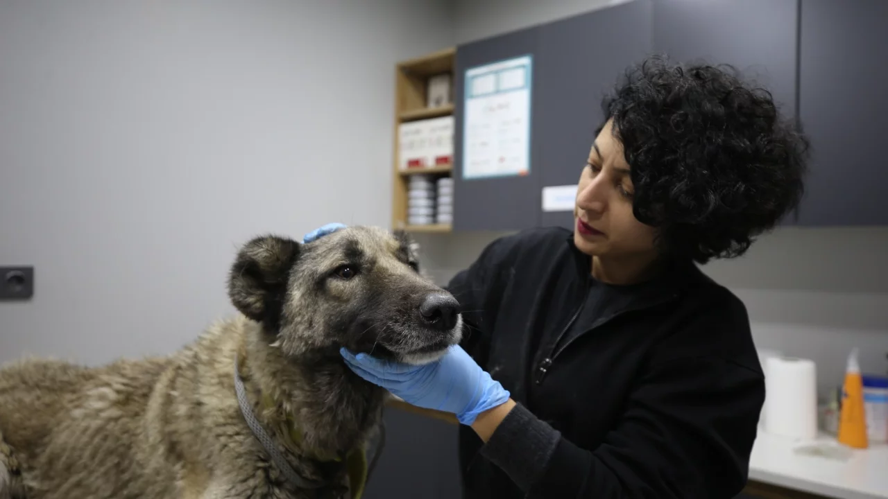Manisa'daki taşkın mağduru köpekler Bursa'da koruma altında!