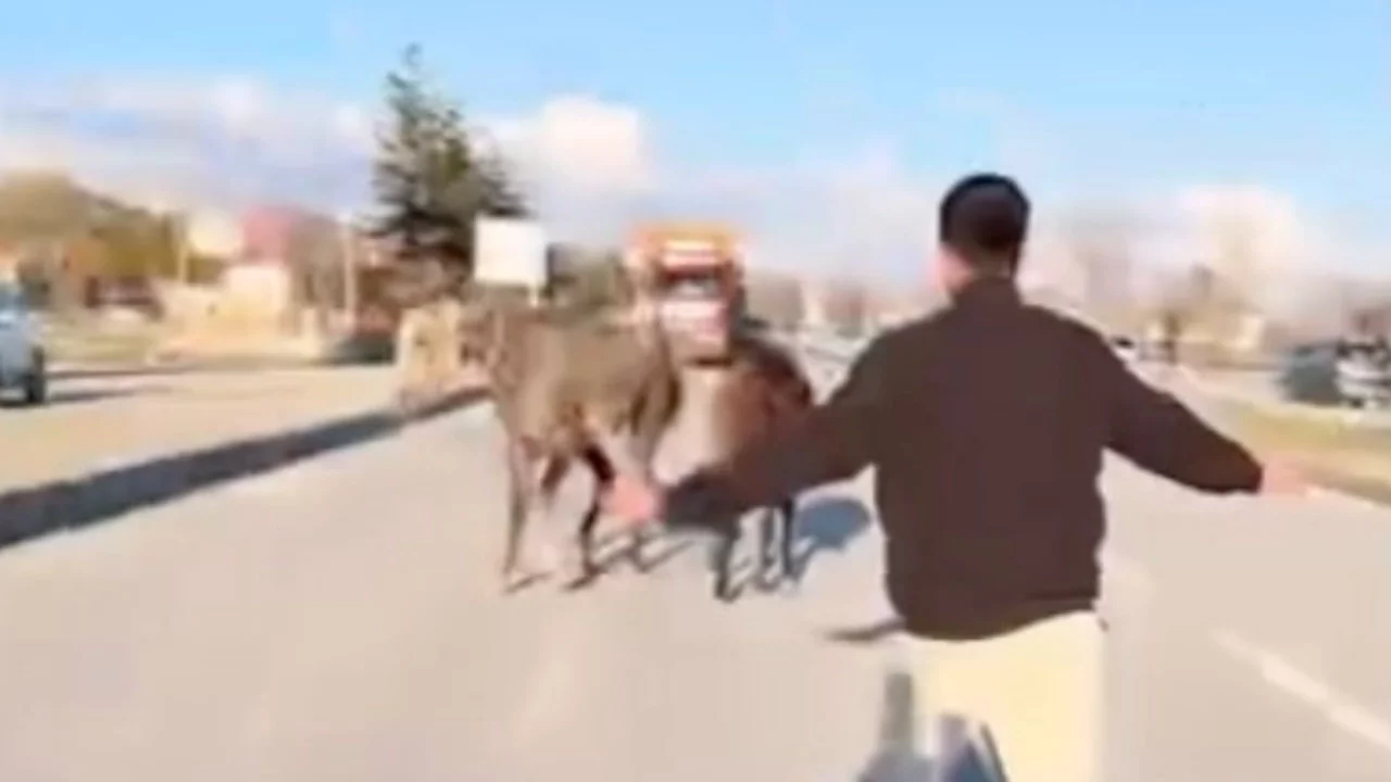 Çorum'da başıboş atlar trafiği tehlikeye attı