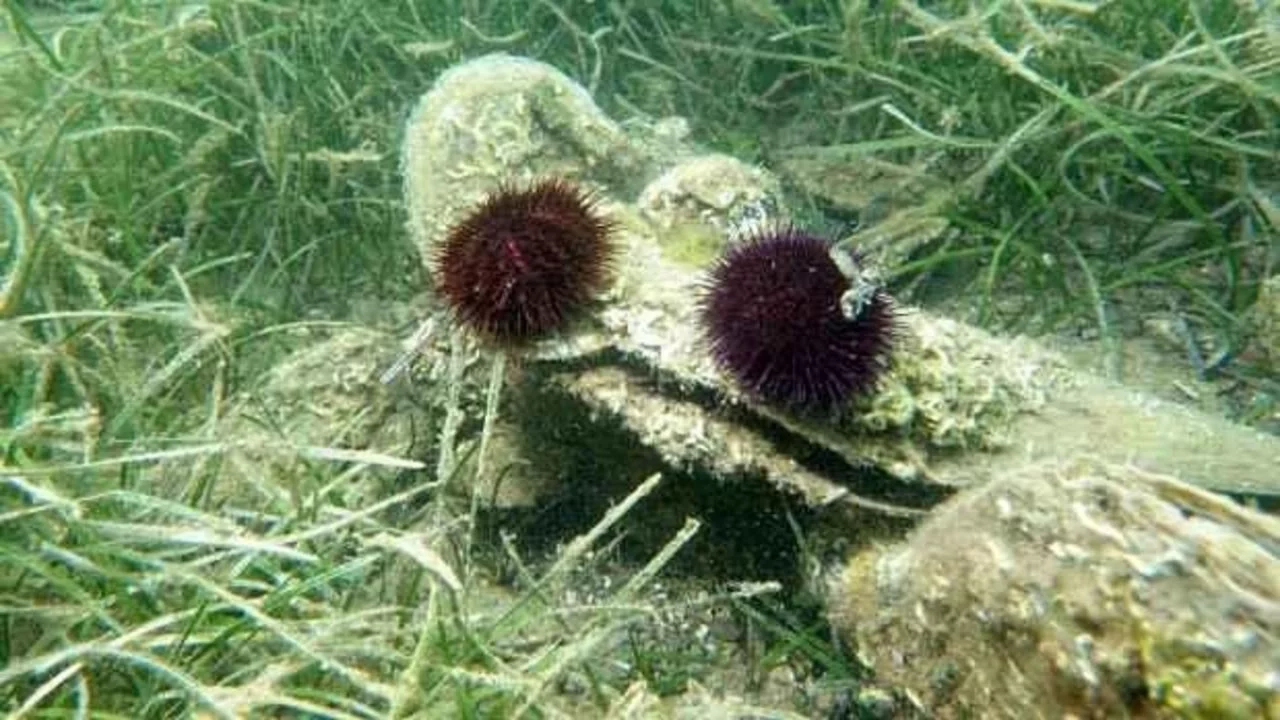 Deniz kestanesi avcılığına geçici düzenleme