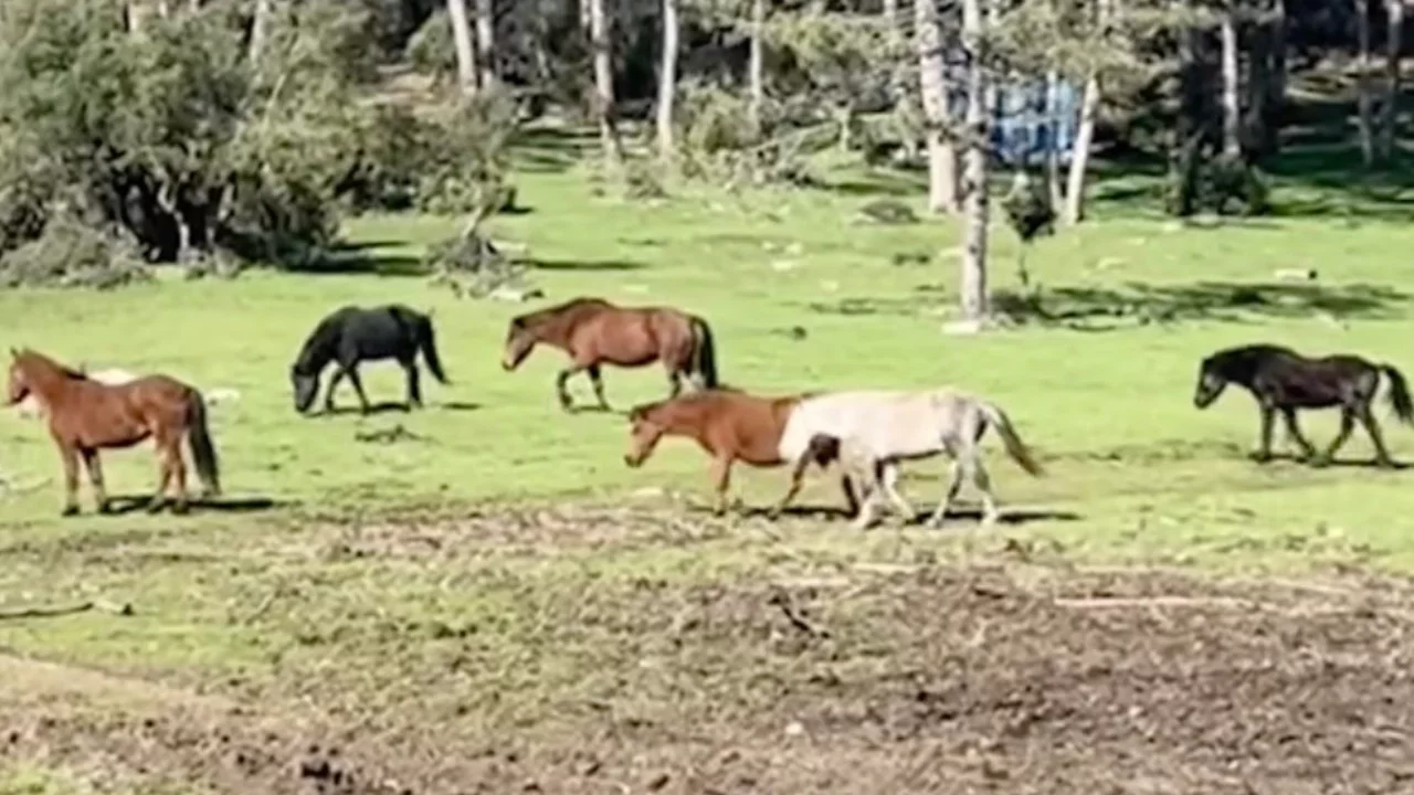 Bursa'da yılkı atlarının özgürlük gezisi görüntülendi