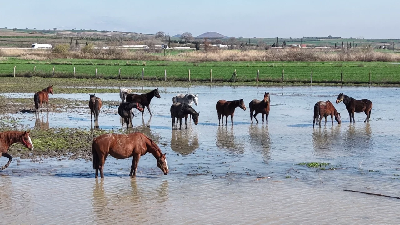 Bursa'da milyonluk yarış atlarının olduğu tavlalar da su altında kaldı