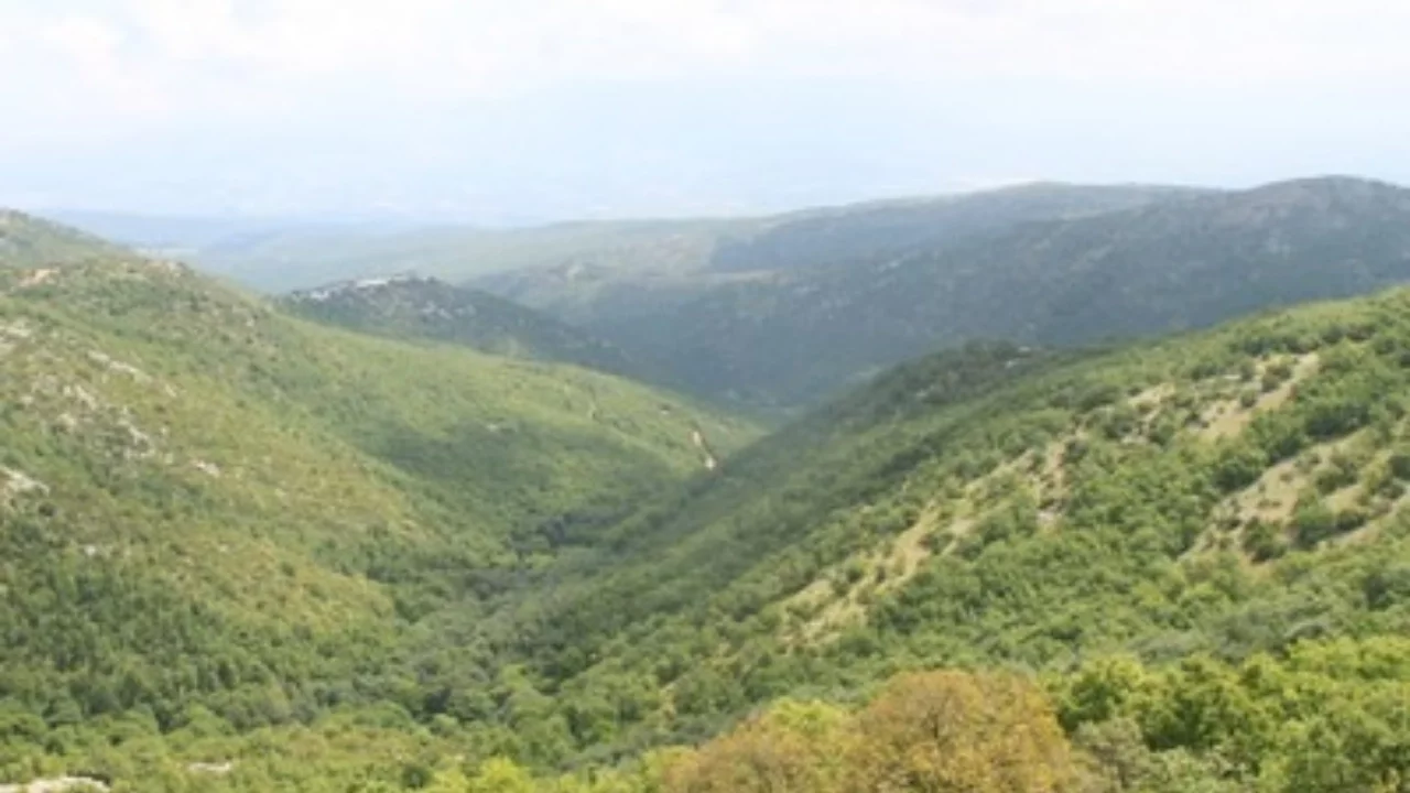 Orman alanındaki projeler de iptal edildi! Bursa'da kritik ÇED kararları