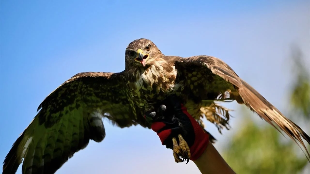 Şahin'e zorla alkol içiren kişiye, hayvanlara işkenceden hapis cezası