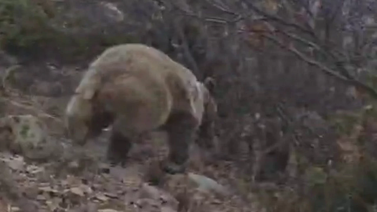 Kuş gözlemi için çıktığı arazide ayı ile karşı karşıya kaldı