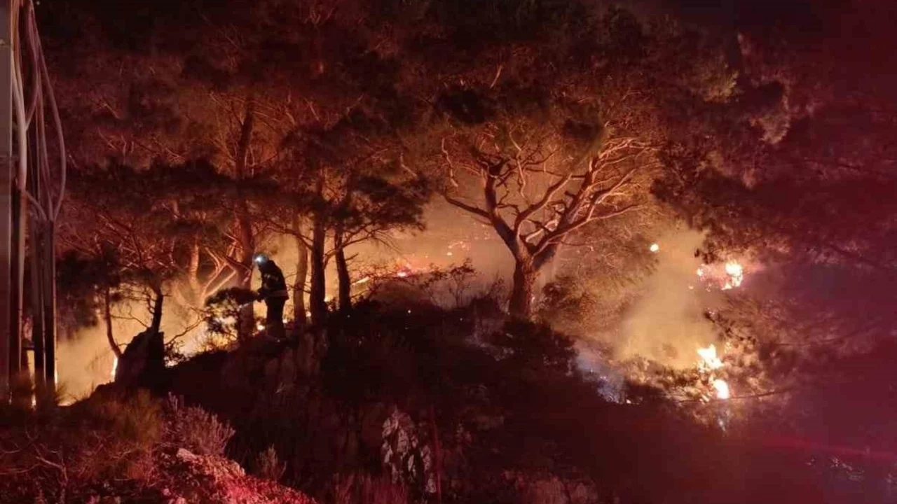 Bodrum'da ormanlık alanda yangın