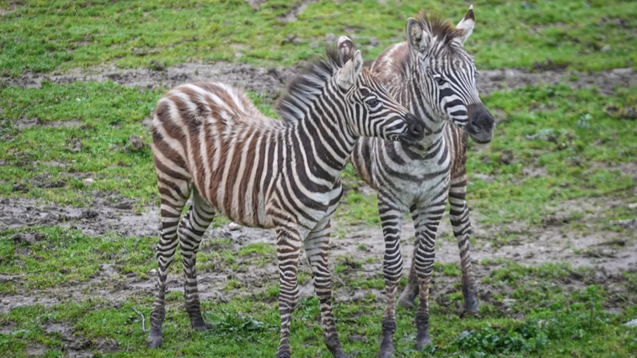 Bursa Hayvanat Bahçesi'nde 2 yavru zebra dünyaya geldi