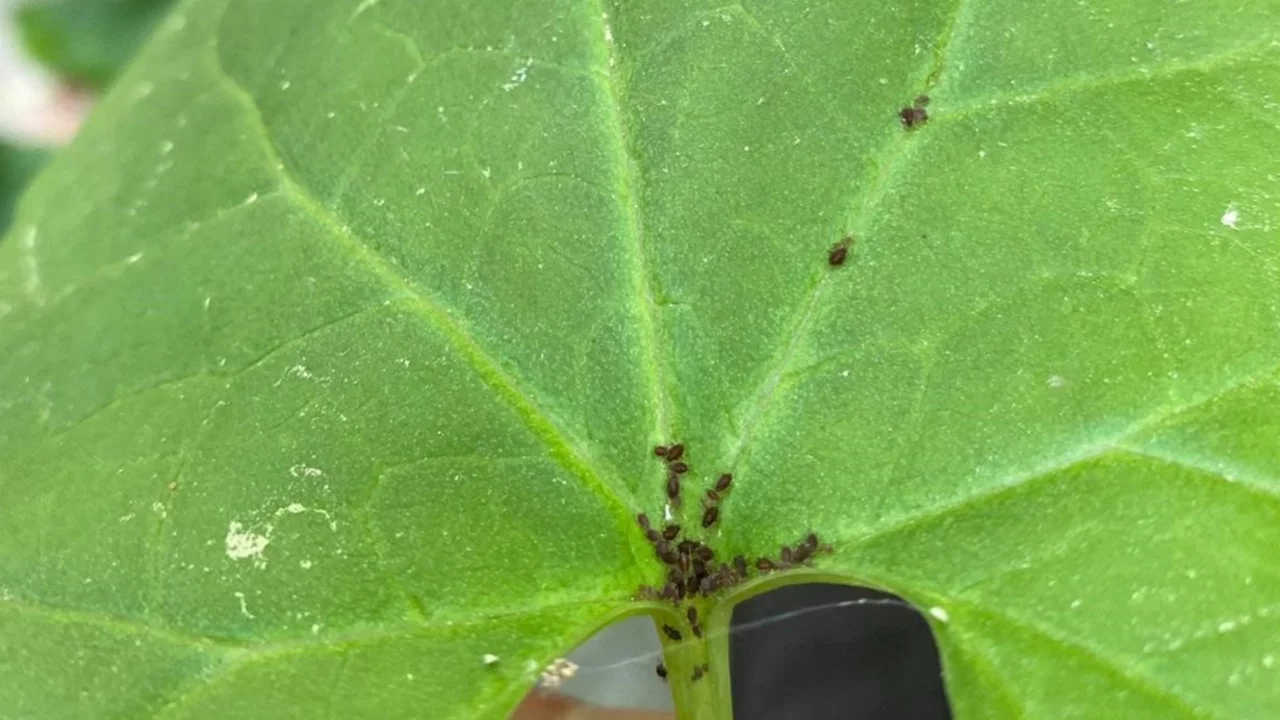 Kaz Dağları'nda yeni bir böcek türü keşfedildi