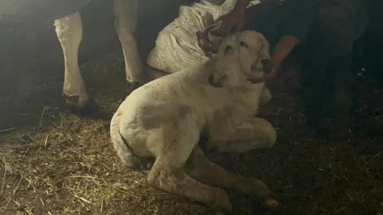 Erzurum'da çift başlı buzağı dünyaya geldi