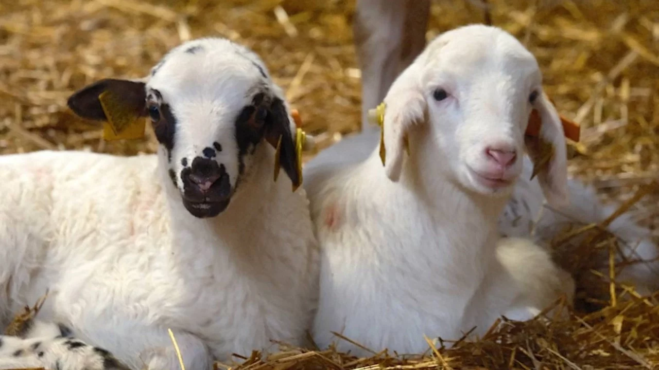 Koyunlara suni tohumlama geliyor