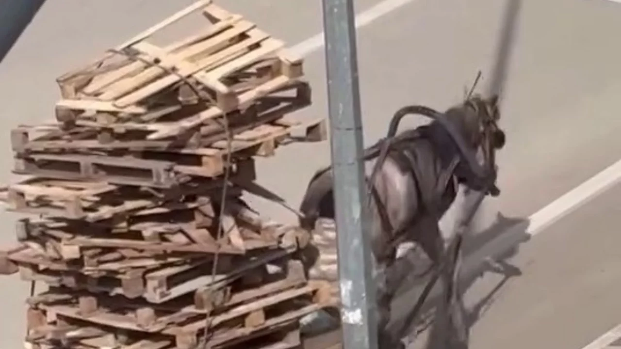 Bursa'da vicdanları sızlatan görüntü!