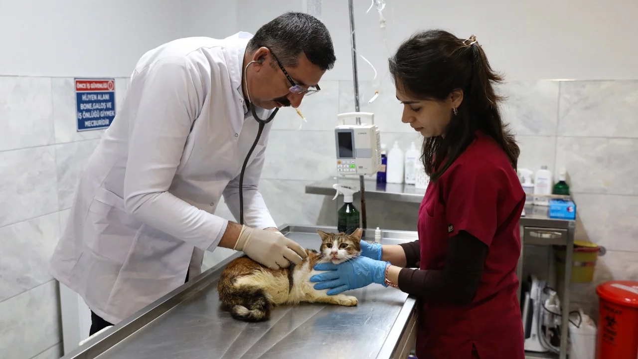 Bursa'da kırık bacakla bulundu, sağlığına kavuştu