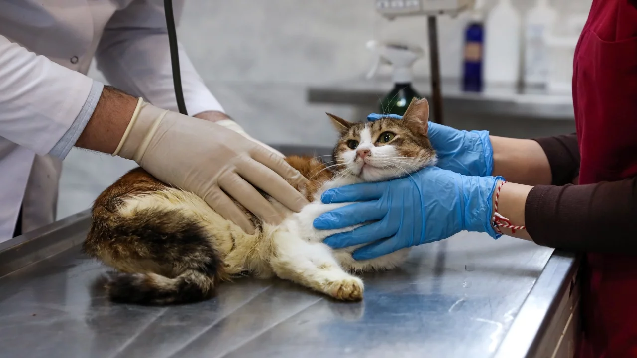 Bursa'da yaralı kedi, Büyükşehir Belediyesi Gümüştepe Hayvan Bakım Evi'nde tedavi edildi
