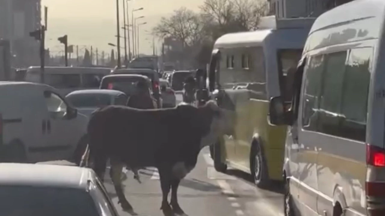 Bursa'da kaçan boğa trafiği birbirine kattı!