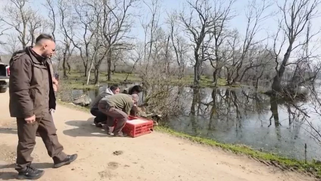 Bursa'da yaralı tilki ile avcılardan kurtarılan ördekler doğaya bırakıldı
