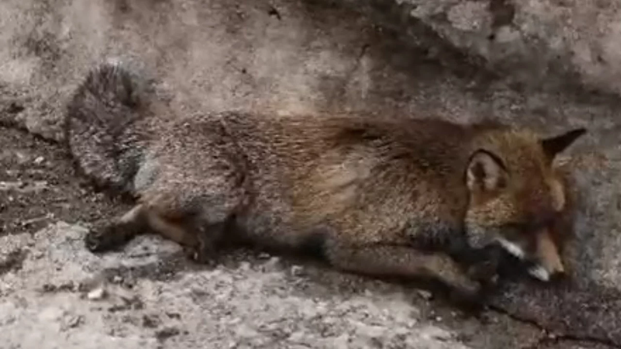 Bursa Uludağ'da tilkiye çarpan sürücüsü yaralı hayvanı bırakıp kaçtı