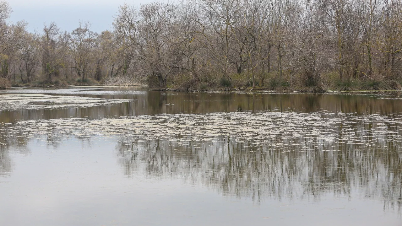 Karacabey Longozu etkili olan yağışlarla şenlendi
